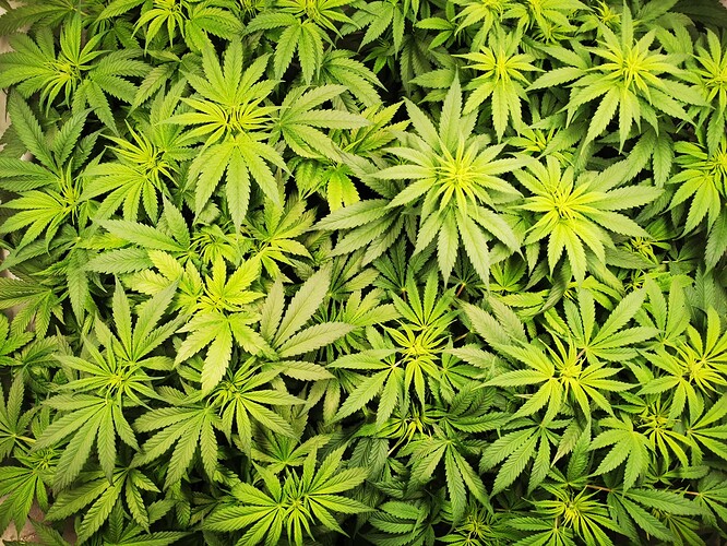 Growreport Bild 3