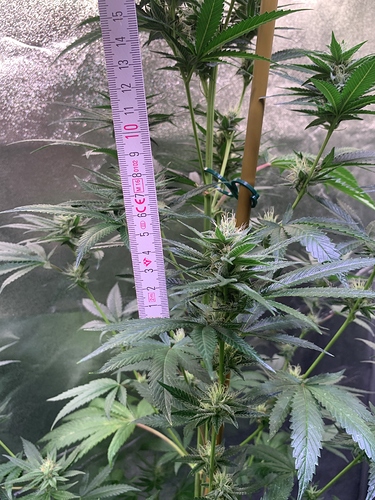 Growreport Bild 14