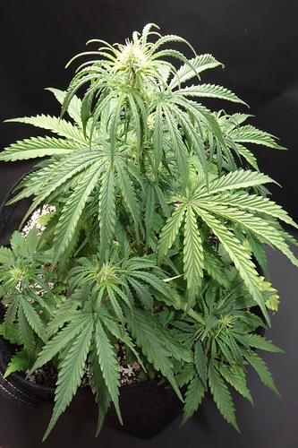 Growreport Bild 5