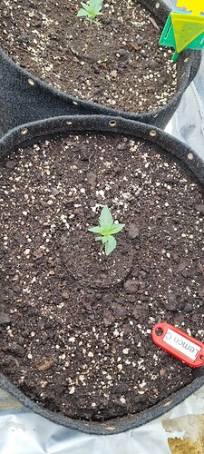 Growreport Bild 39