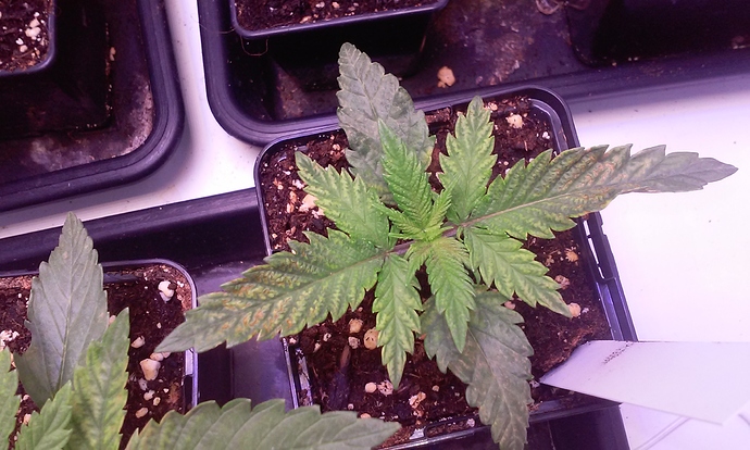 Growreport Bild 11