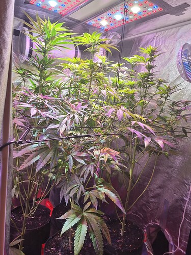 Growreport Bild 5