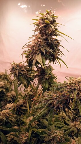 Growreport Bild 57