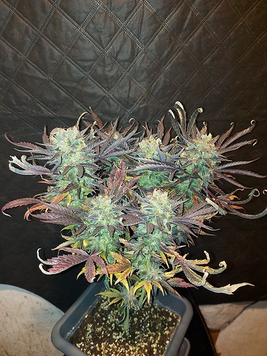 Growreport Bild 4
