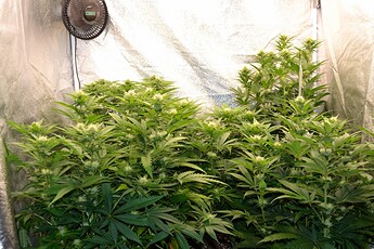 Growreport Bild 2