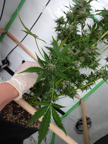 Growreport Bild 7