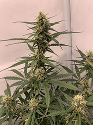 Growreport Bild 14