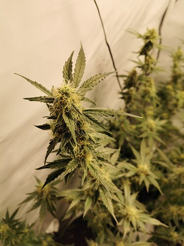 Growreport Bild 12