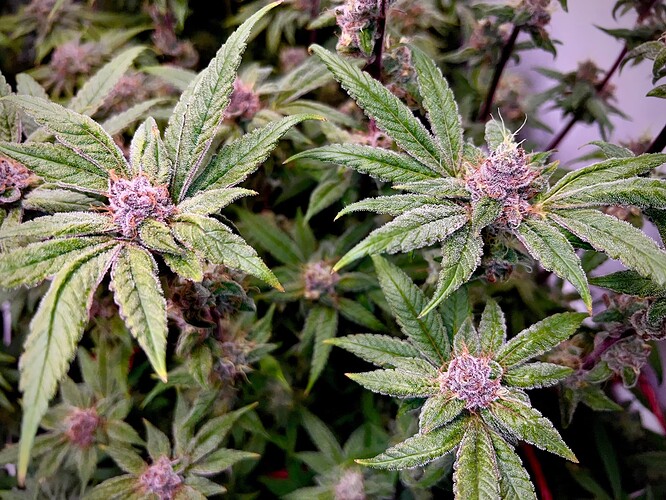 Growreport Bild 26