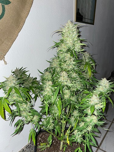 Growreport Bild 12