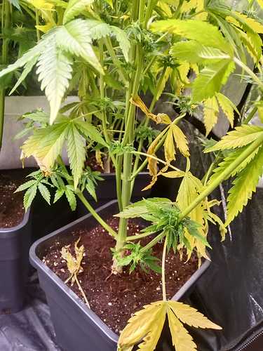 WhatsApp Image 2021-02-12 at 10.41.10 (1)