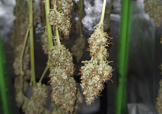 IMG_20210708_142644 (2) - Kopie