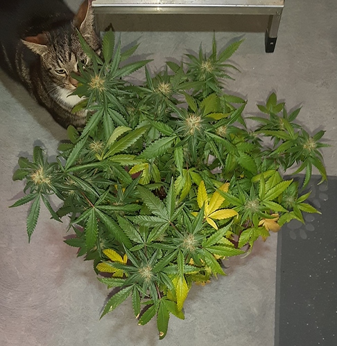 Growreport Bild 2