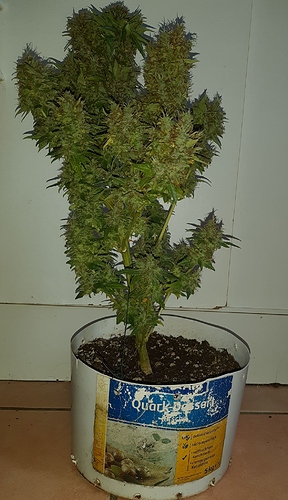 Growreport Bild 3