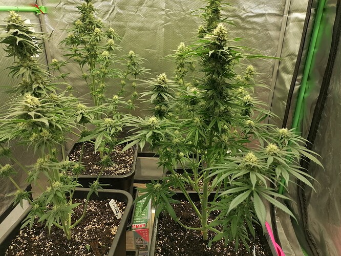 Growreport Bild 17