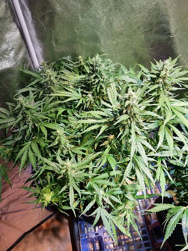 Growreport Bild 16