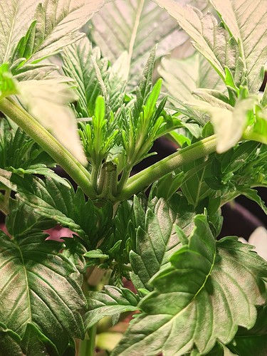 Nahaufnahme einer jungen Cannabispflanze im Wuchsstadium, mit neuem Blattwachstum an der Spitze und mehreren großen Blättern.