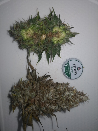 Growreport Bild 8