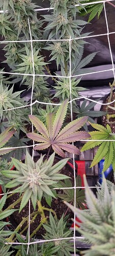 Growreport Bild 16