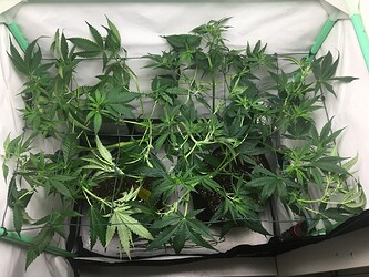 Growreport Bild 24