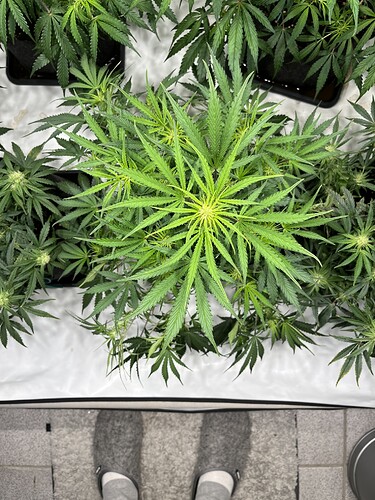 Growreport Bild 7