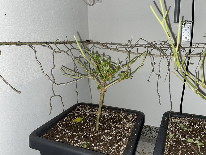 Growreport Bild 31