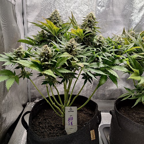 Growreport Bild 2