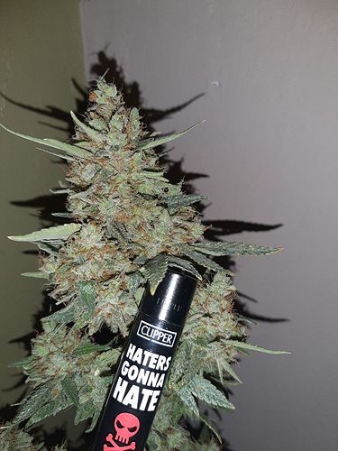 Growreport Bild 3