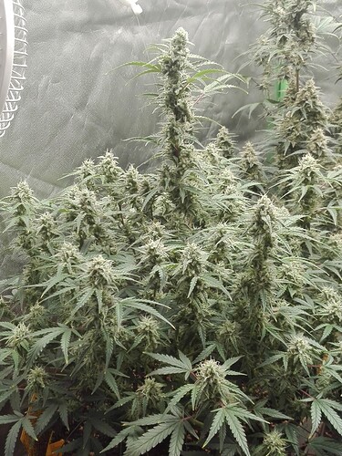 Growreport Bild 10