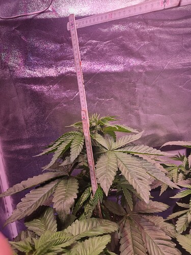 Growreport Bild 1
