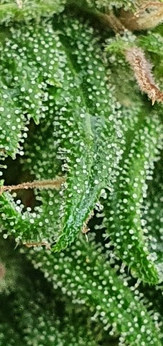 Growreport Bild 17
