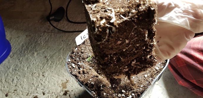 Growreport Bild 6
