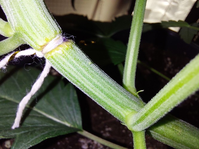 Growreport Bild 8