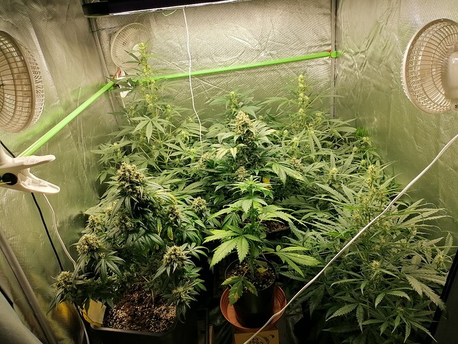 Growreport Bild 3