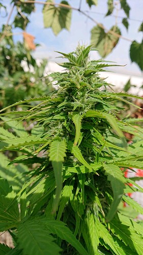 Growreport Bild 13