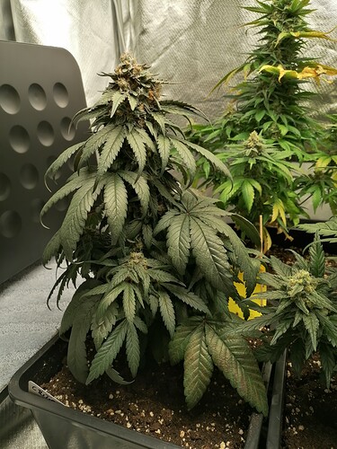 Growreport Bild 19