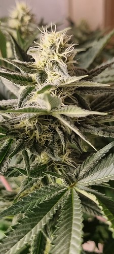 Growreport Bild 3