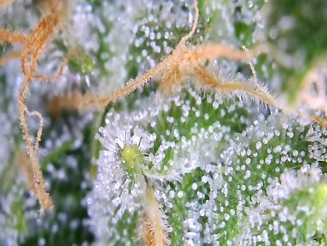 Growreport Bild 2