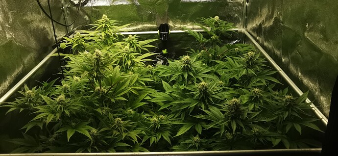 Growreport Bild 15