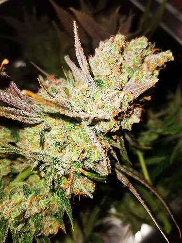 Growreport Bild 7