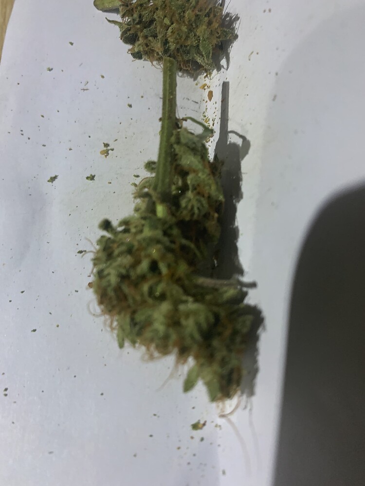 Grow 3.0: Banana Purple Punch Auto / 60x60x140 / 100W