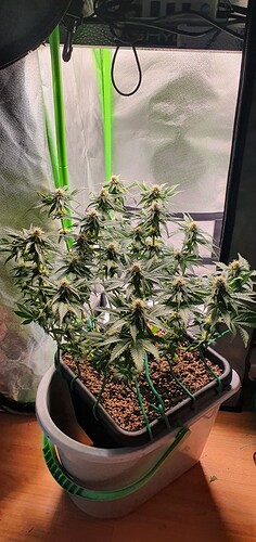 Growreport Bild 1