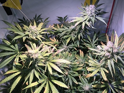 Growreport Bild 2