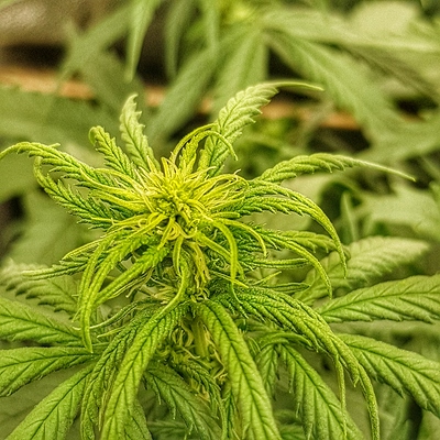 Growreport Bild 2