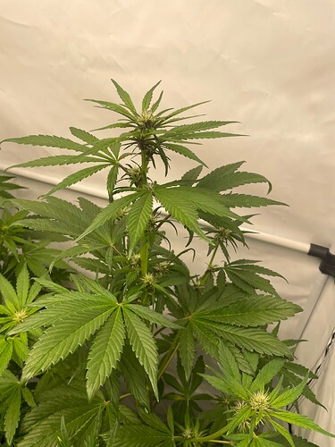 Growreport Bild 5