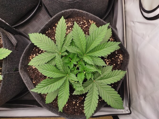 Growreport Bild 7