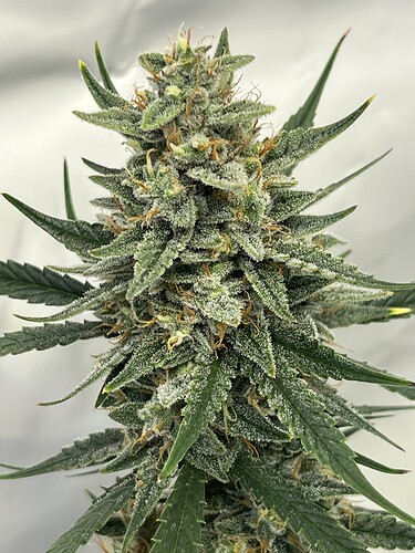 Growreport Bild 20