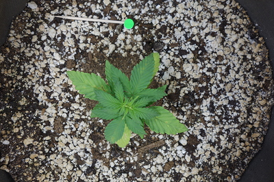 Ein junger Cannabissämling in einem Topf mit Perlit und Erde. Die Blätter zeigen leichte Gelbfärbung.