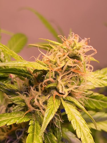 Growreport Bild 4