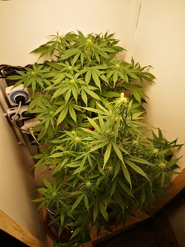 Growreport Bild 2